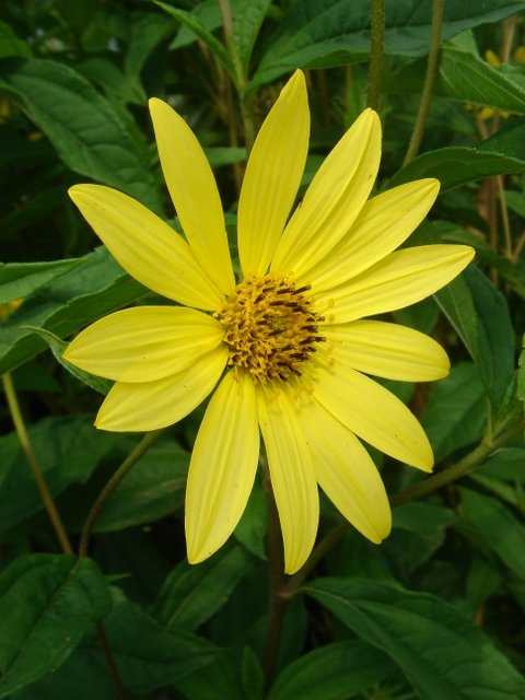Helianthus laetiflorus 'Lemon Queen'